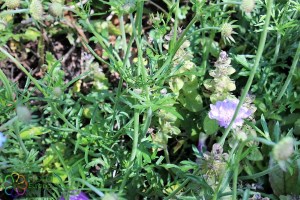 Scabiosa columbaria (1200 x 799)6.jpg_product